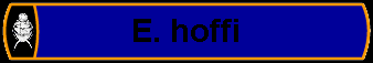 E. hoffi