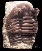 Asaphus-(Neoasaphus)--cornu